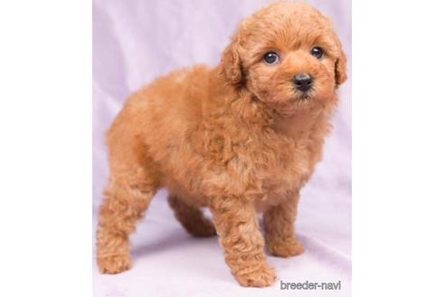 成約済の千葉県のトイプードル-181196の4枚目